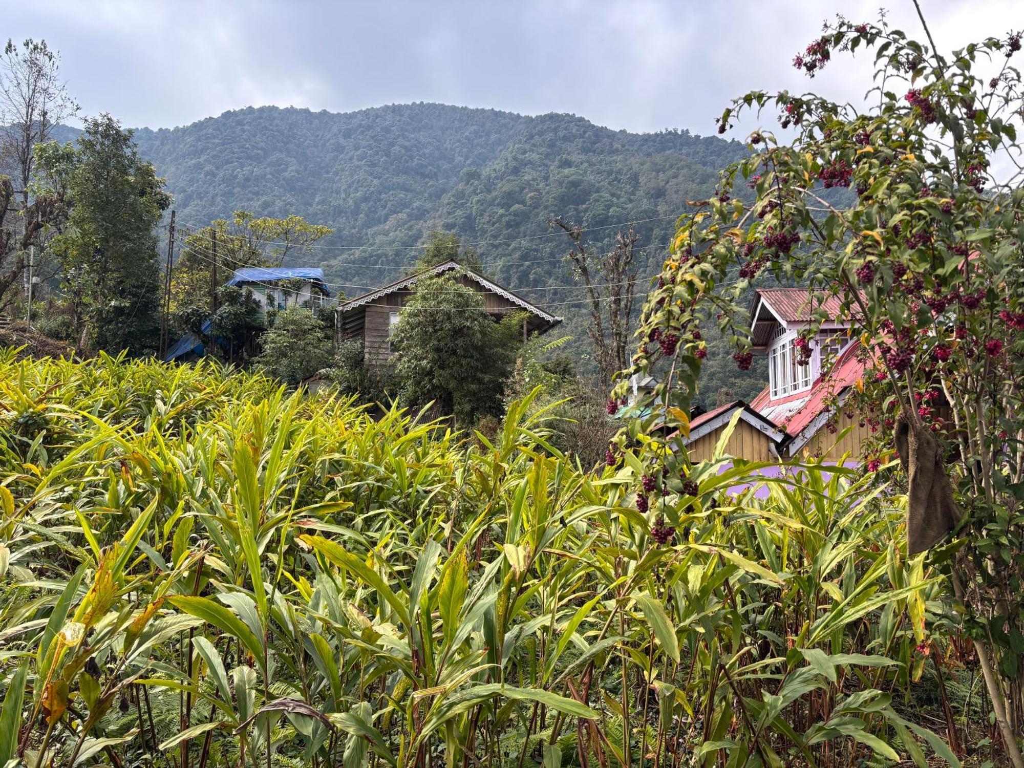 Odyssey'S Darap Eco Retreat Apartment Pelling Exterior foto